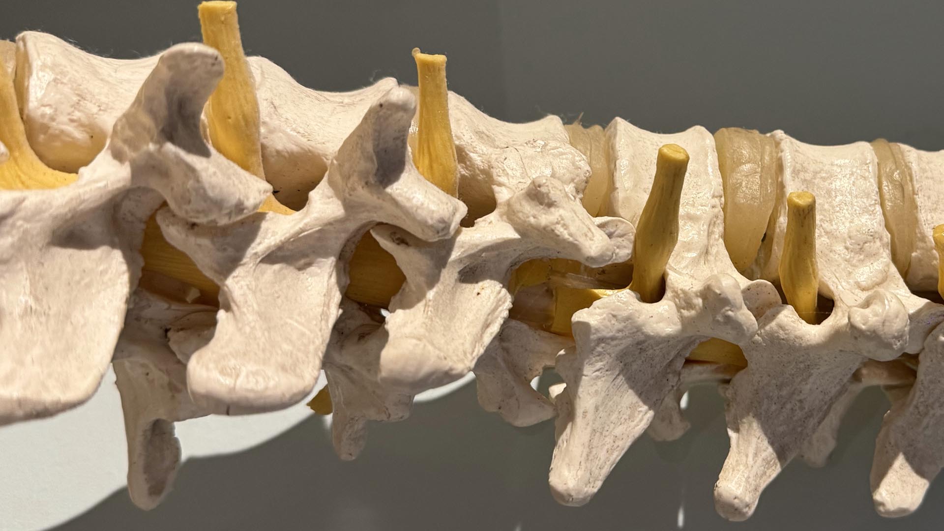 Spine and chiropractic care background